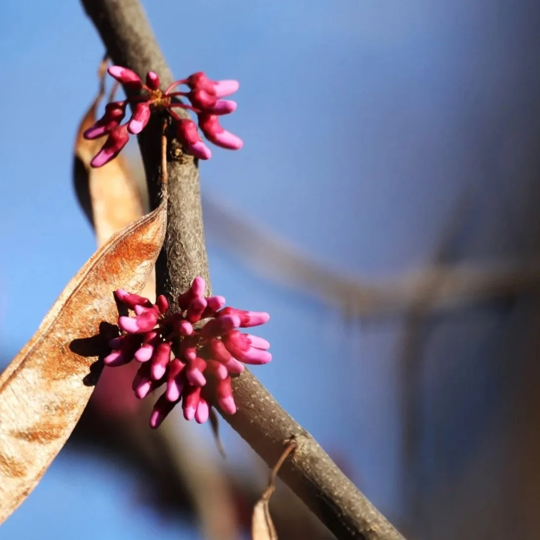 eastern+redbud+2.jpg