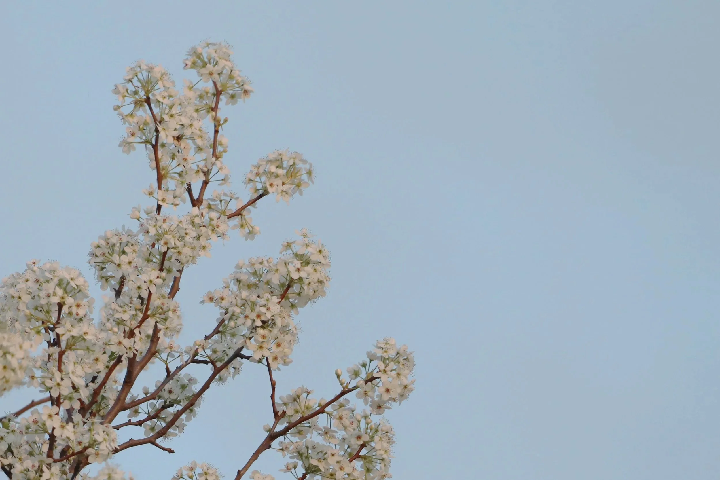 Branches of a tree with white blossoms against a blue sky.