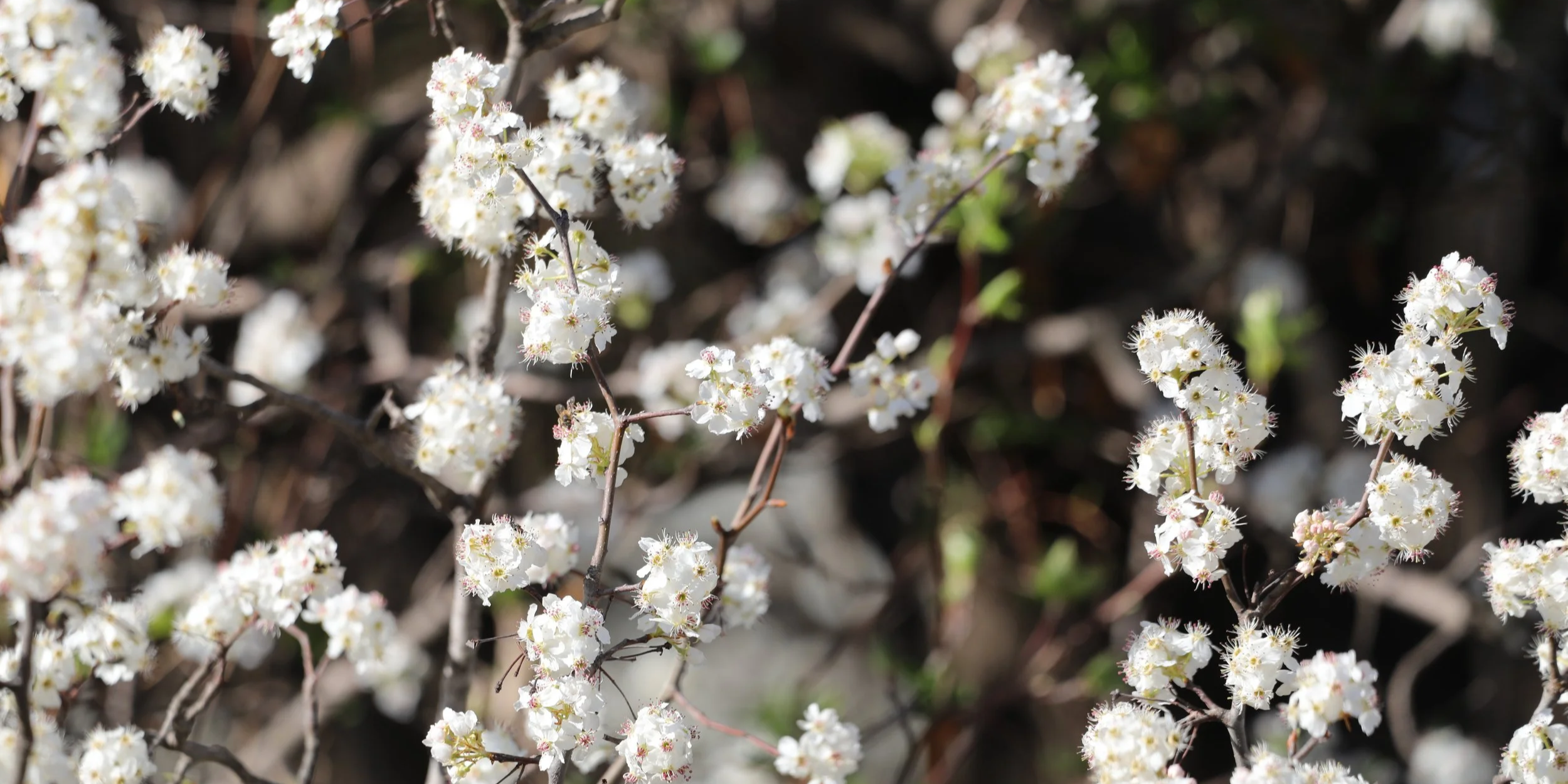 Close-up of small white flowers blooming on brown branches, with some green leaves visible in the background.