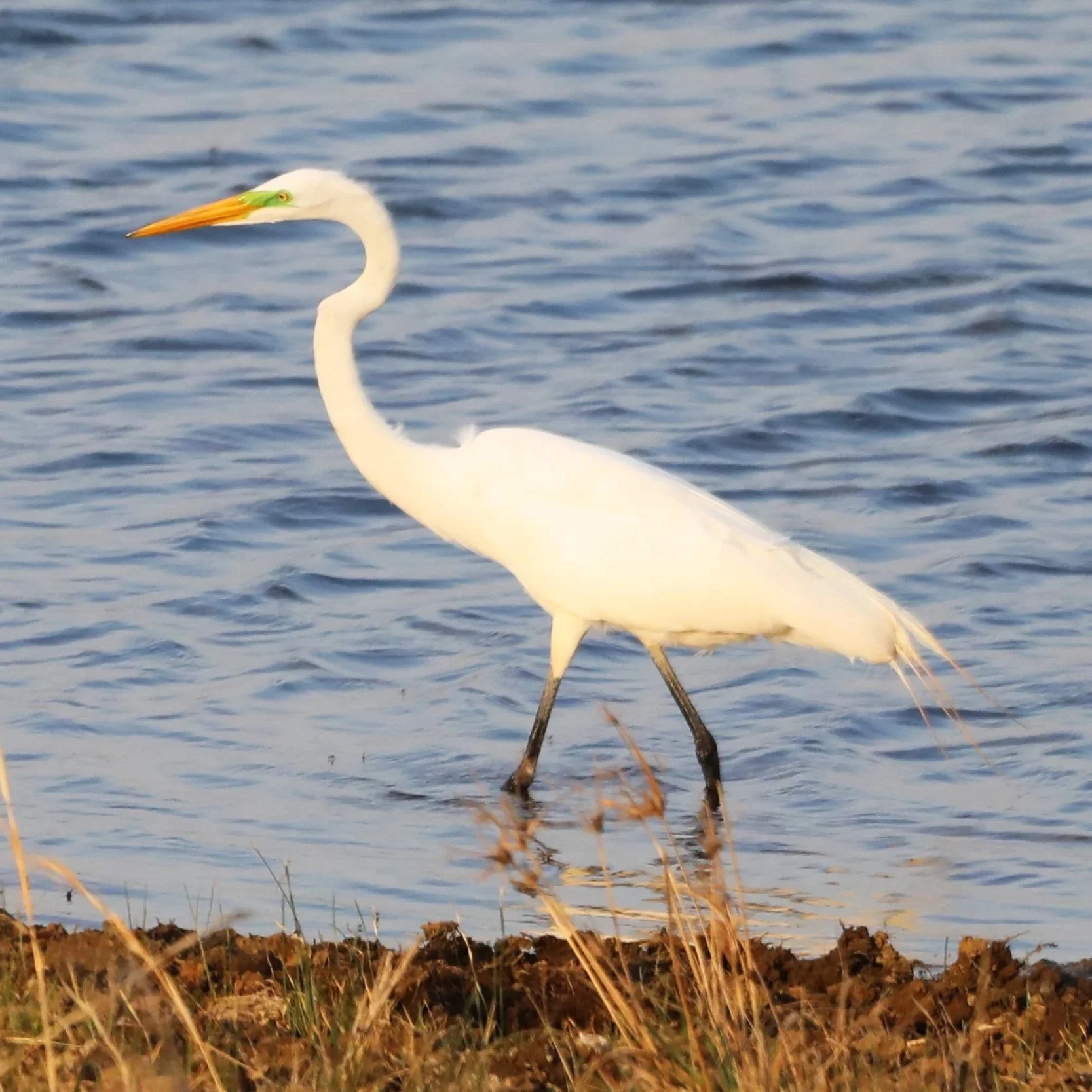 great+egret+-+white+heron.jpg