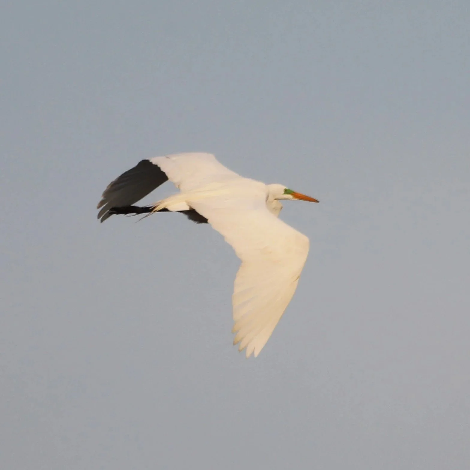 great+egret+in+flight+2.jpg
