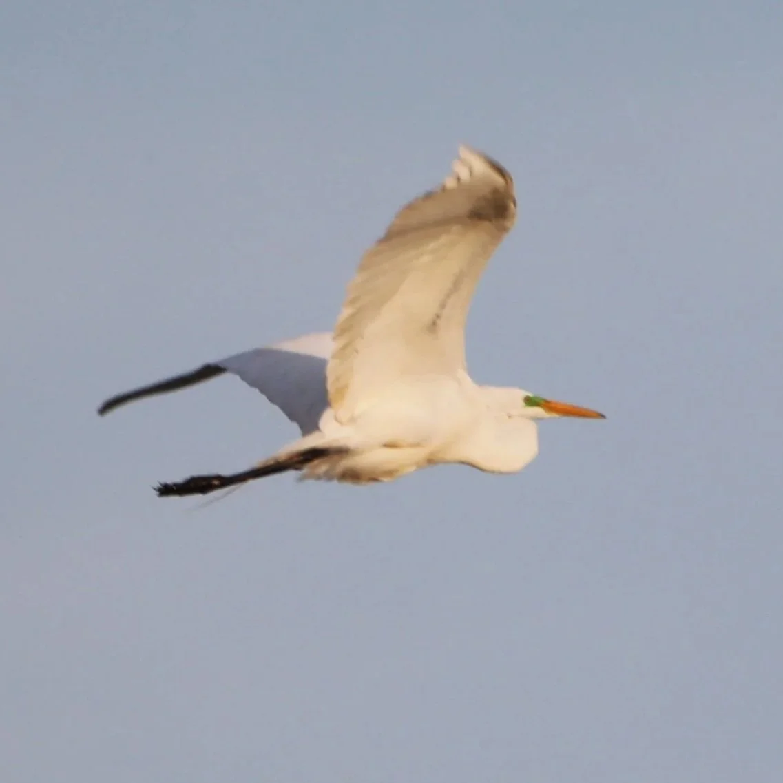 great+egret+in+flight.jpg