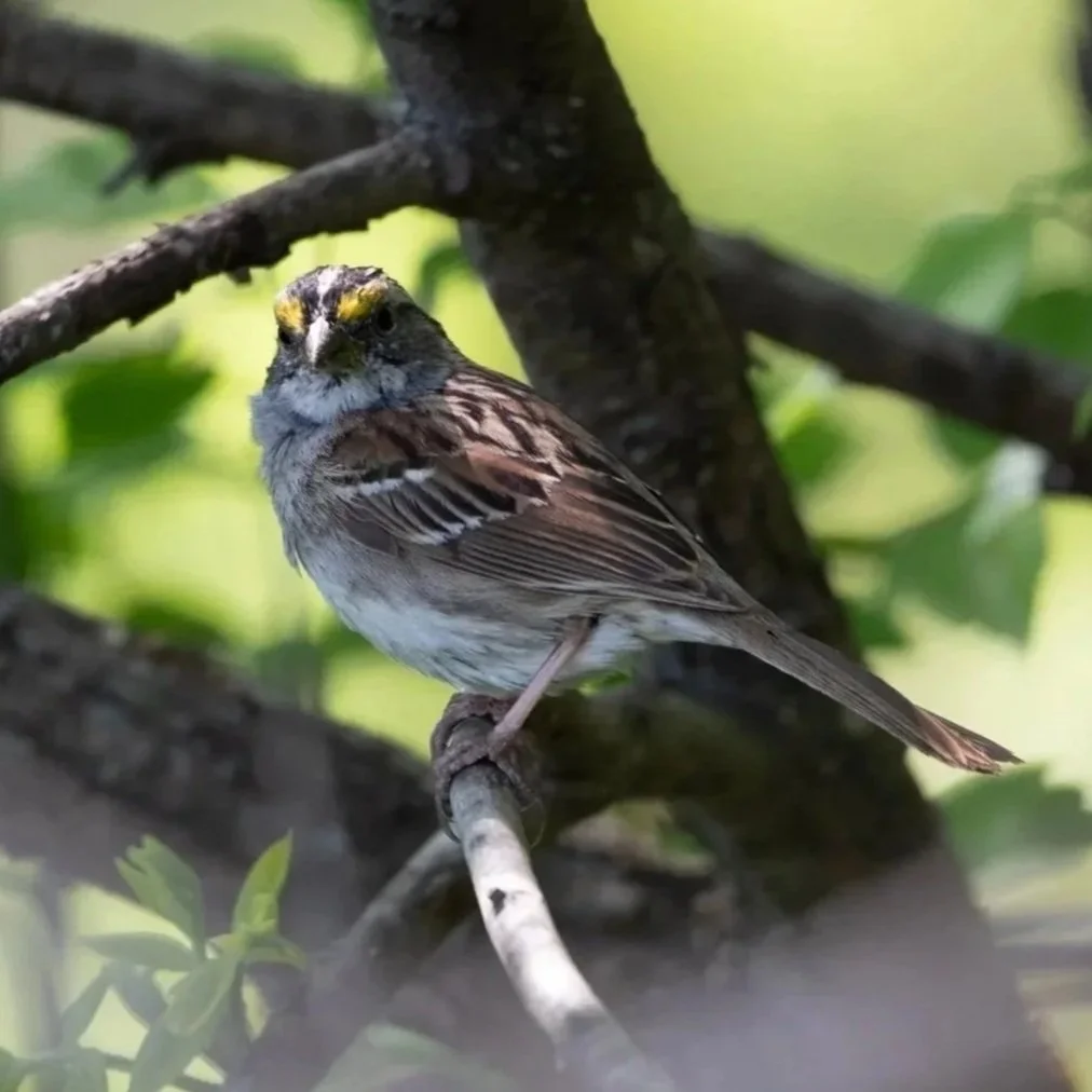 white%252Bthroated%252Bsparrow%252B3.jpg