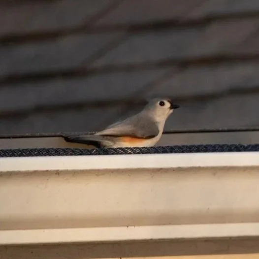 titmouse+1.jpg