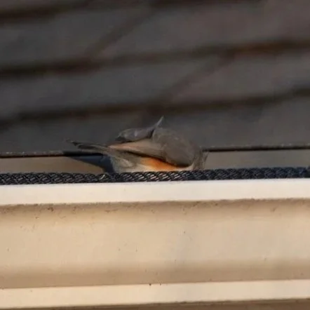 titmouse+2.jpg
