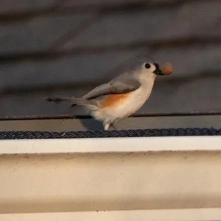 titmouse+3.jpg
