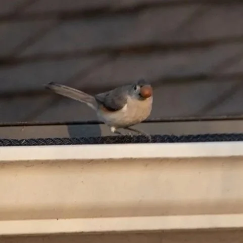 titmouse+4.jpg