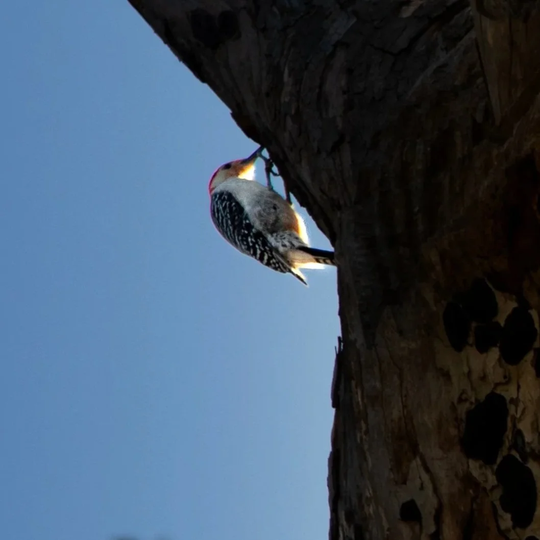 red+bellied+woodpecker+2.jpg