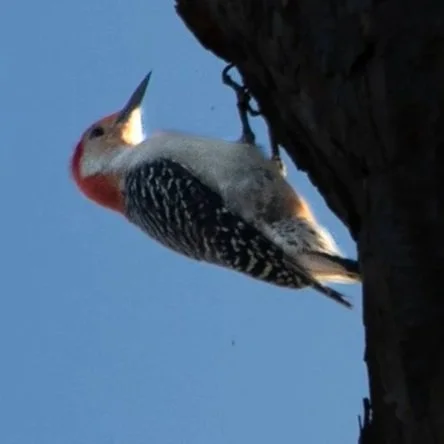 red+bellied+woodpecker.jpg