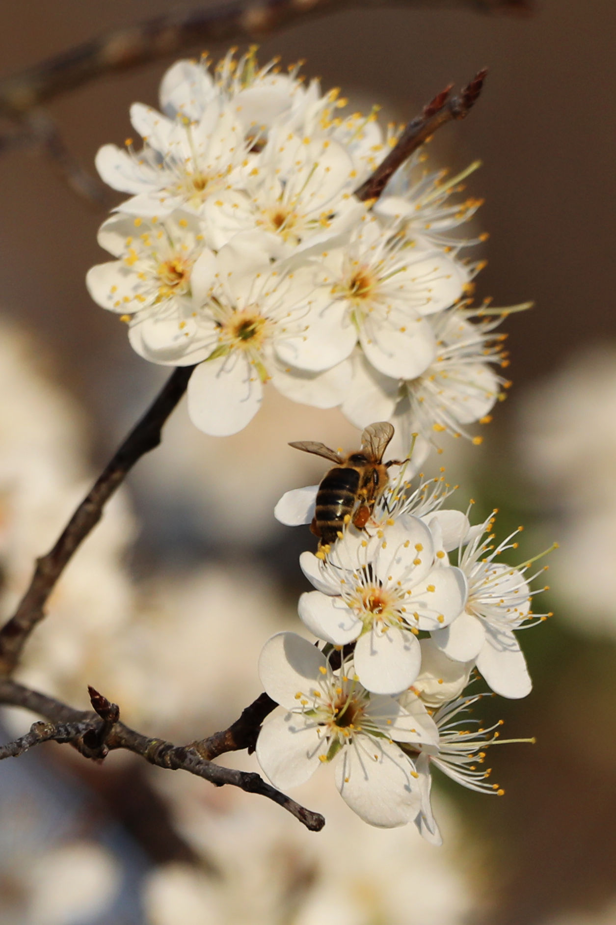 Close-up of white flowers on a branch with a bee collecting nectar.