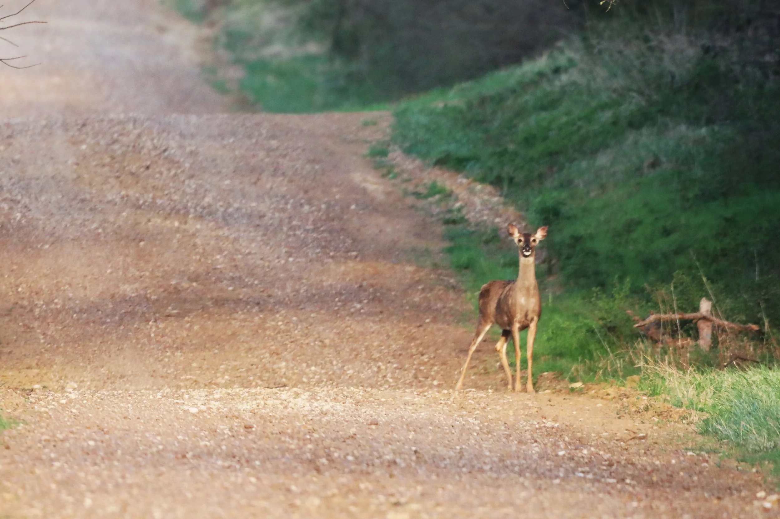 A small deer standing on a dirt path with green grass and trees in the background.