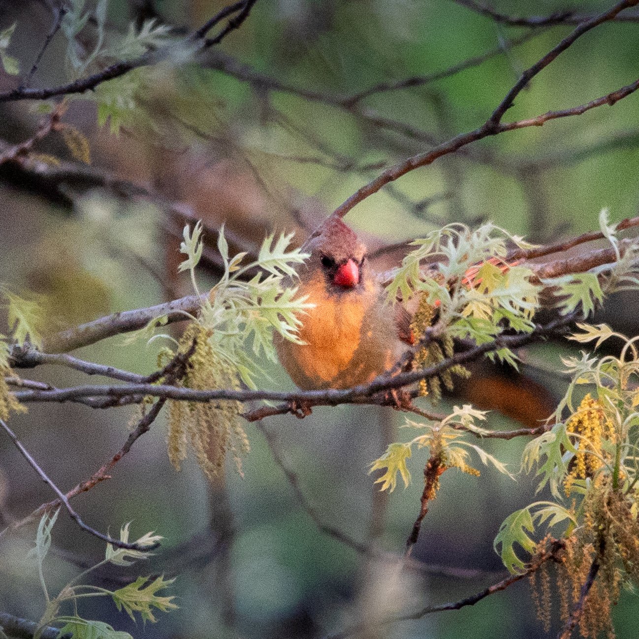 female cardinal.jpg