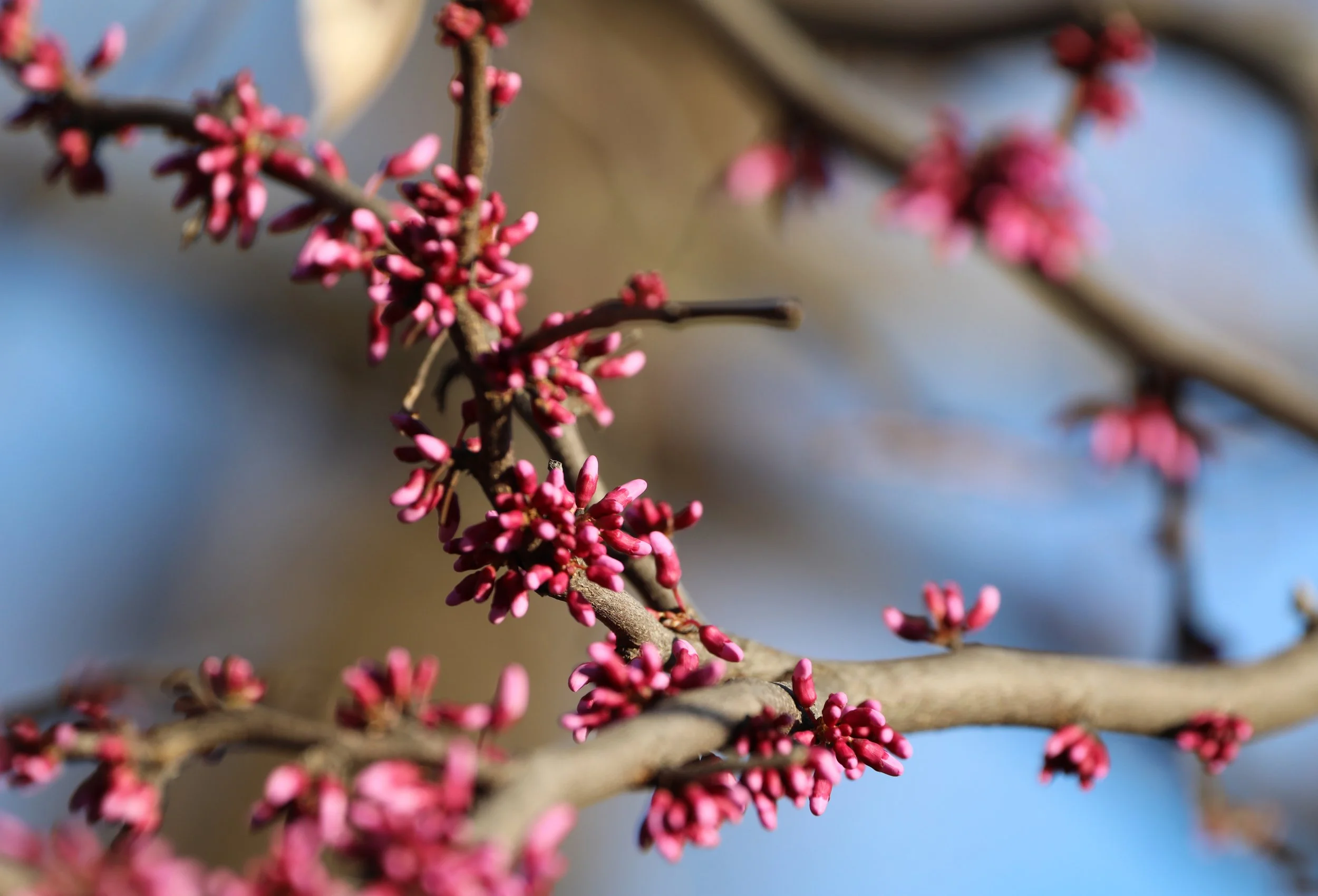 eastern redbud.jpg