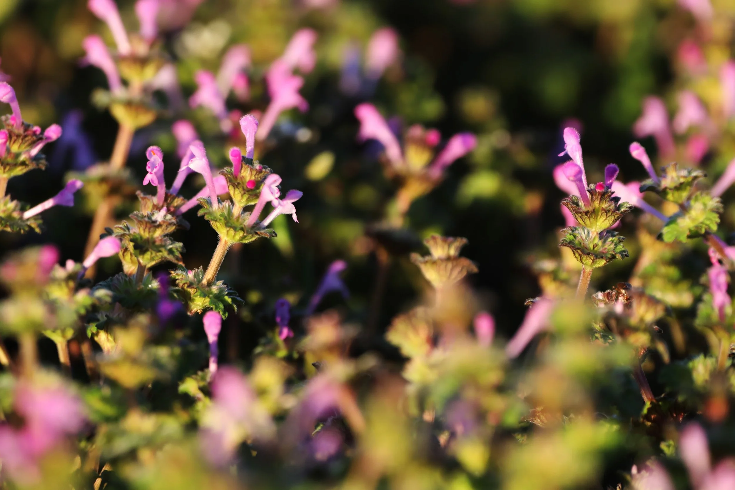 Close-up of small pink and purple flowers with green leaves in natural sunlight.