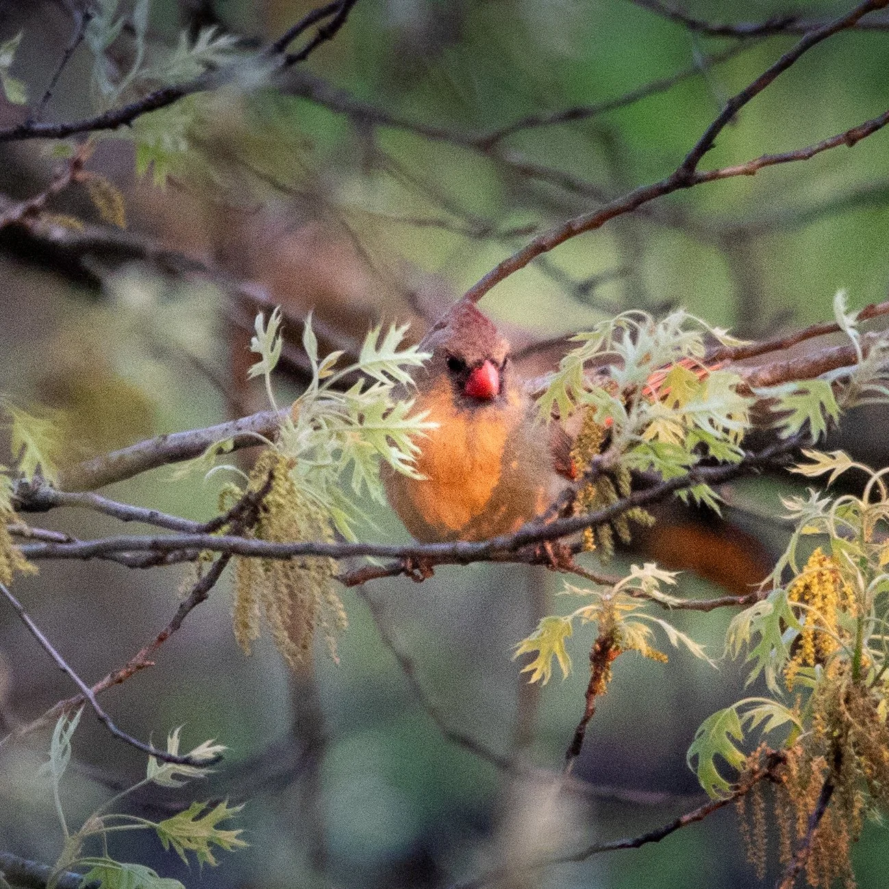 A small bird with a red beak and orange-brown body perched on a branch among green leaves and catkins.