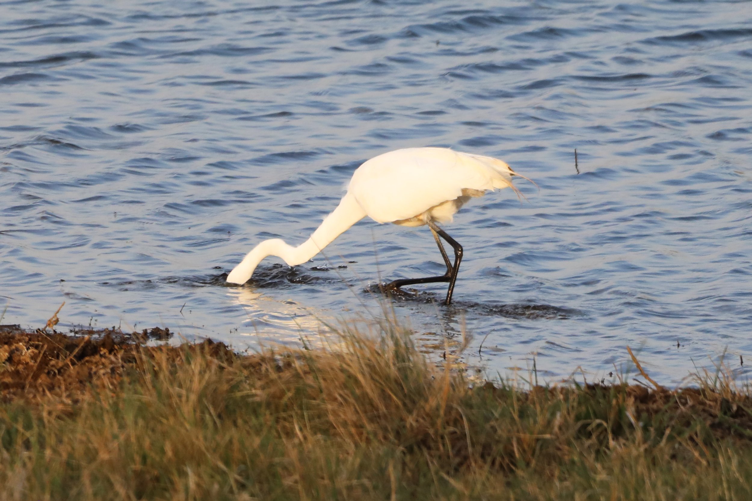 great egret getting fish 2.jpg