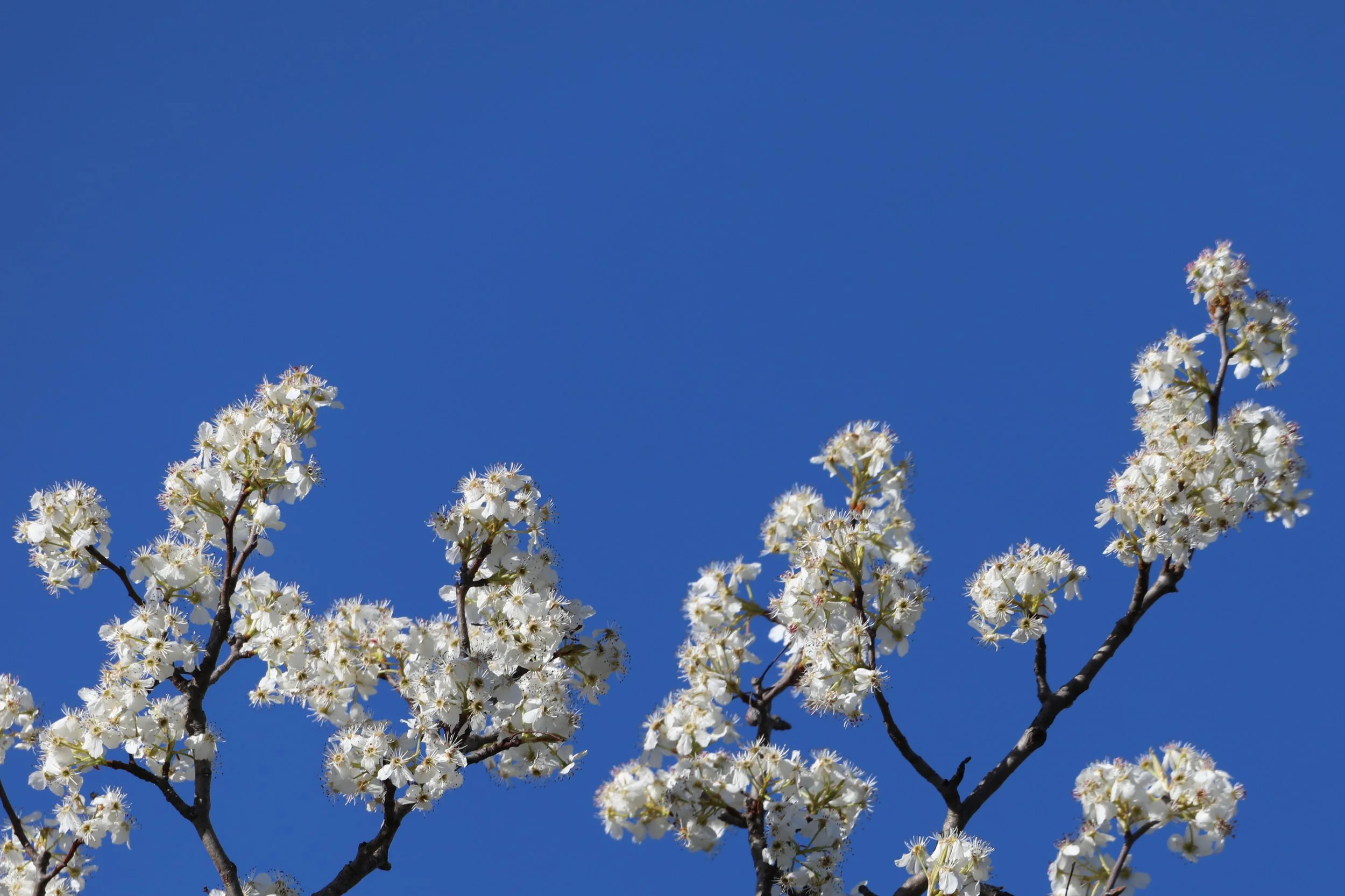 Blooming white flowers on tree branches against a clear blue sky.