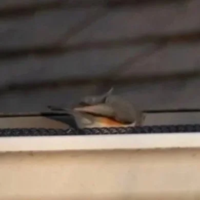 A bird perching on a ledge outside a building.