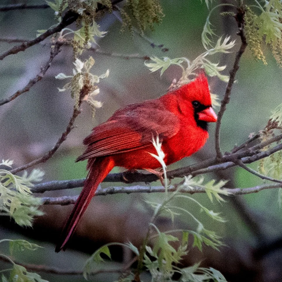 Northern Cardinal