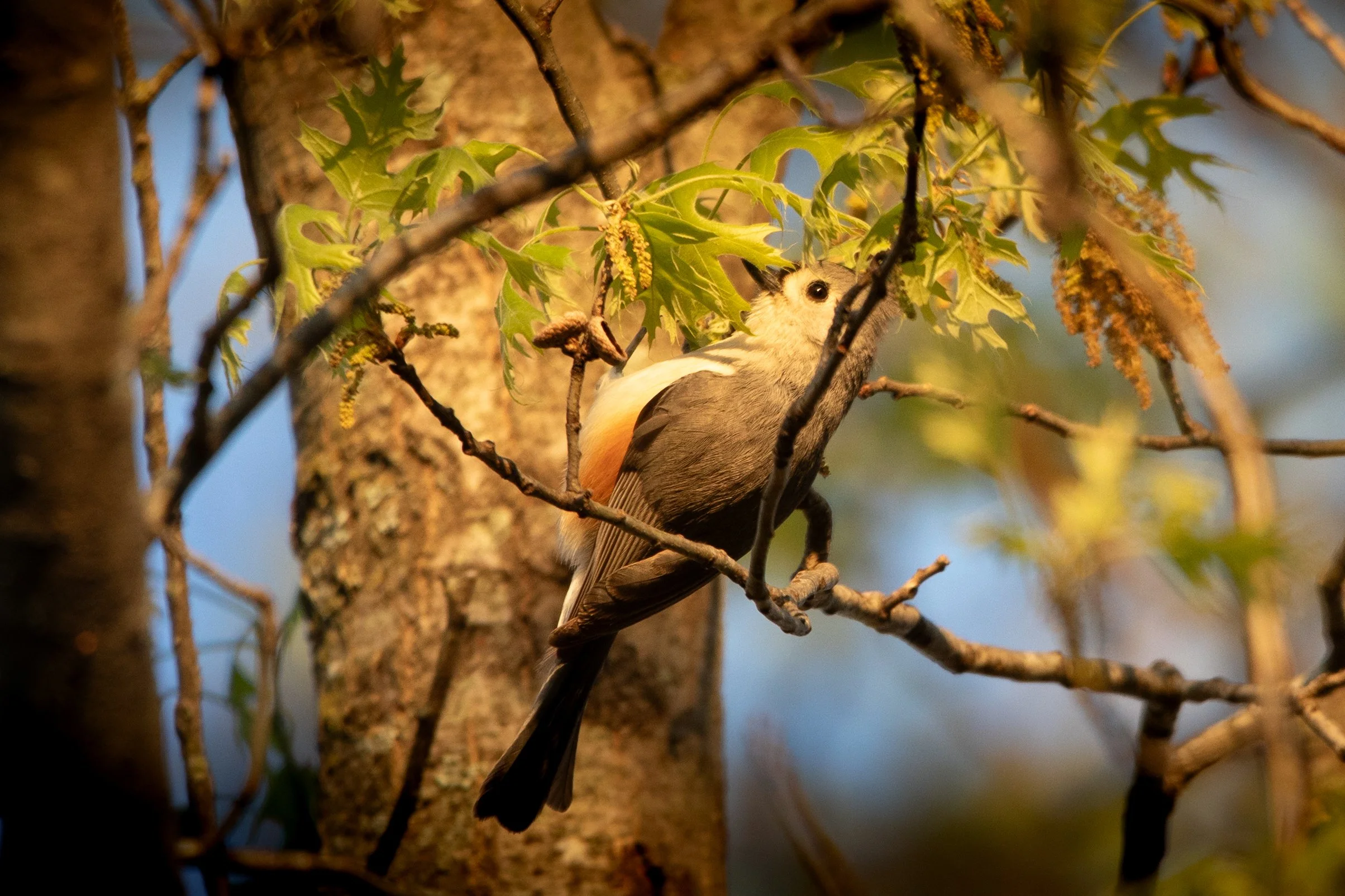tufted titmouse 2.jpg