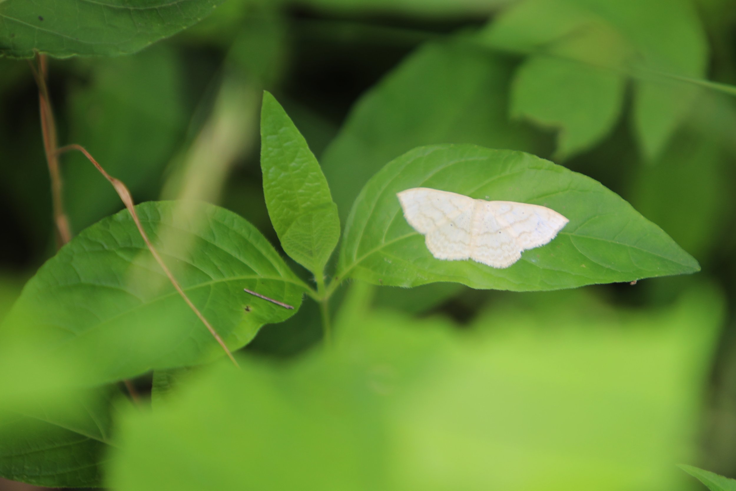 A white moth resting on a green leaf amidst foliage.