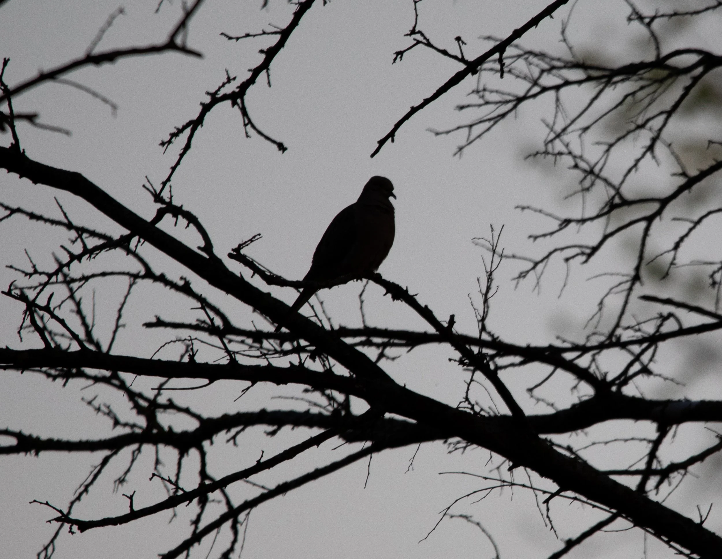 A silhouetted bird perched on a bare tree branch against a gray, overcast sky.