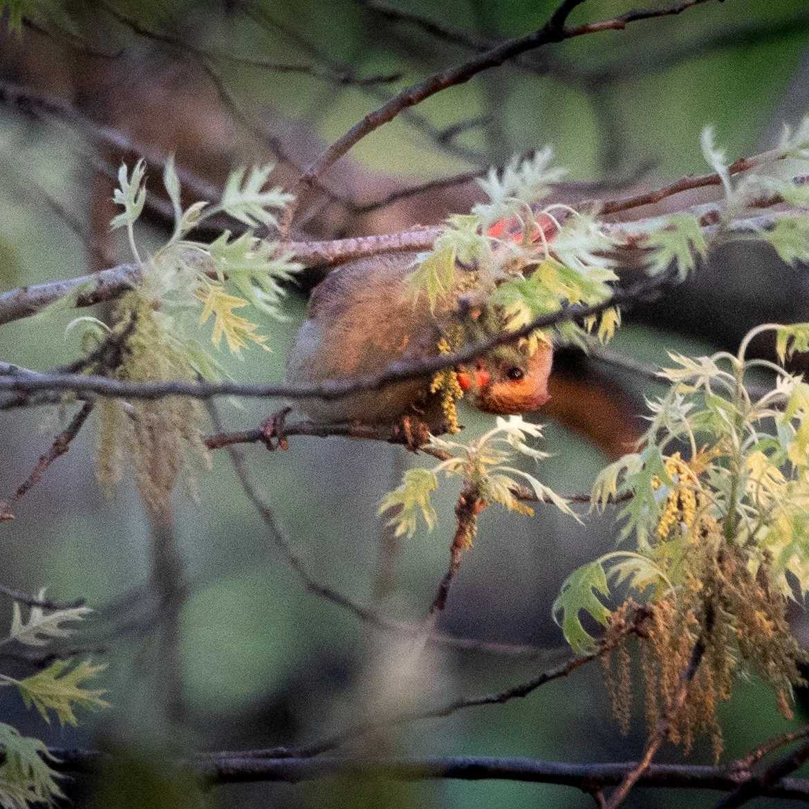 female cardinal eating.jpg