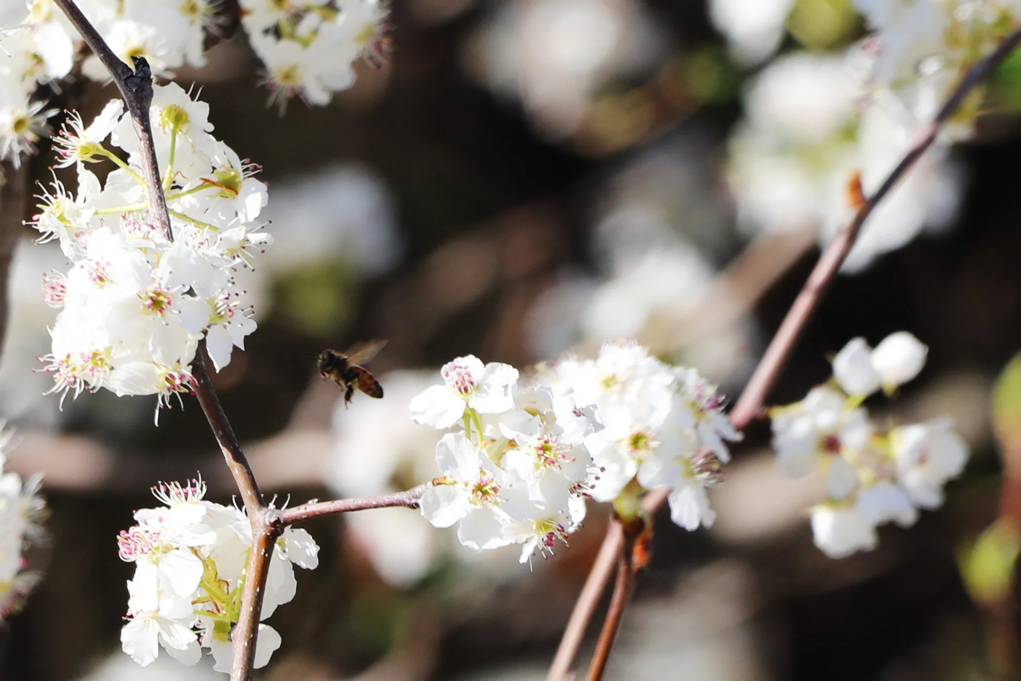 Close-up of a flowering branch with white blossoms and a bee flying nearby.