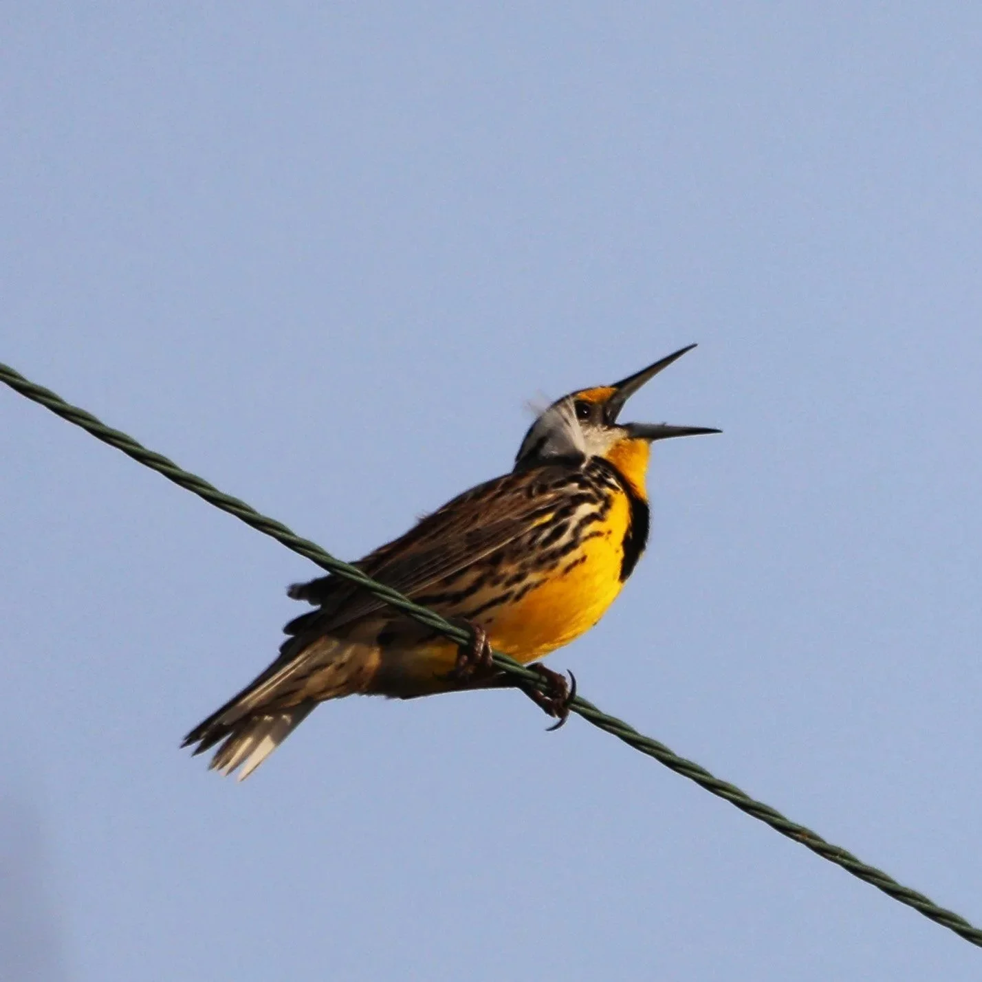 Eastern Meadowlark