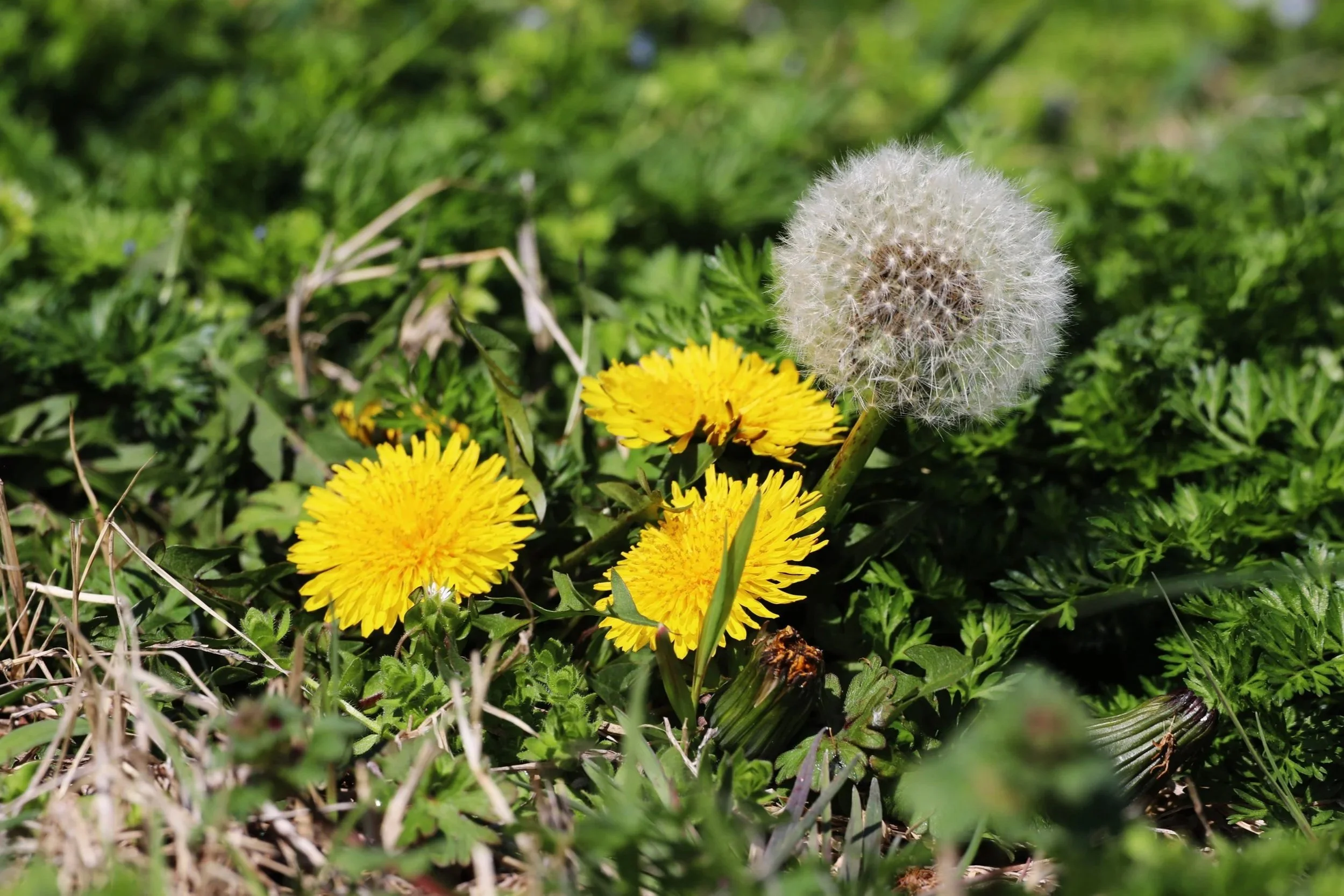 Close-up of a dandelion seed head and three yellow dandelion flowers among green grass and foliage.