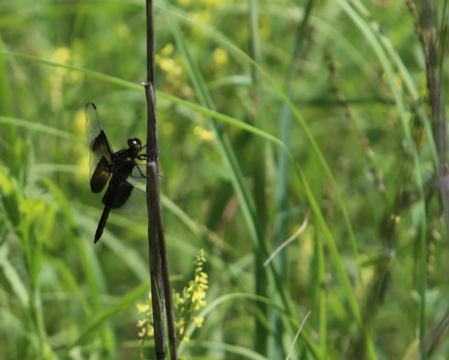 Close-up of a black dragonfly perched on a thin vertical plant stem in a grassy field.