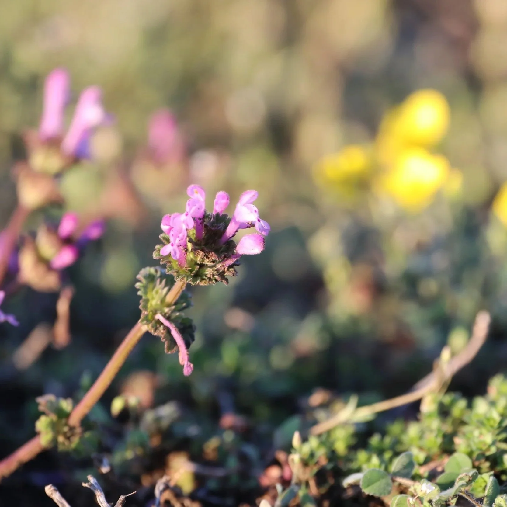 Close-up of purple and pink wildflower plant outdoors, with blurred green foliage and yellow flowers in background.