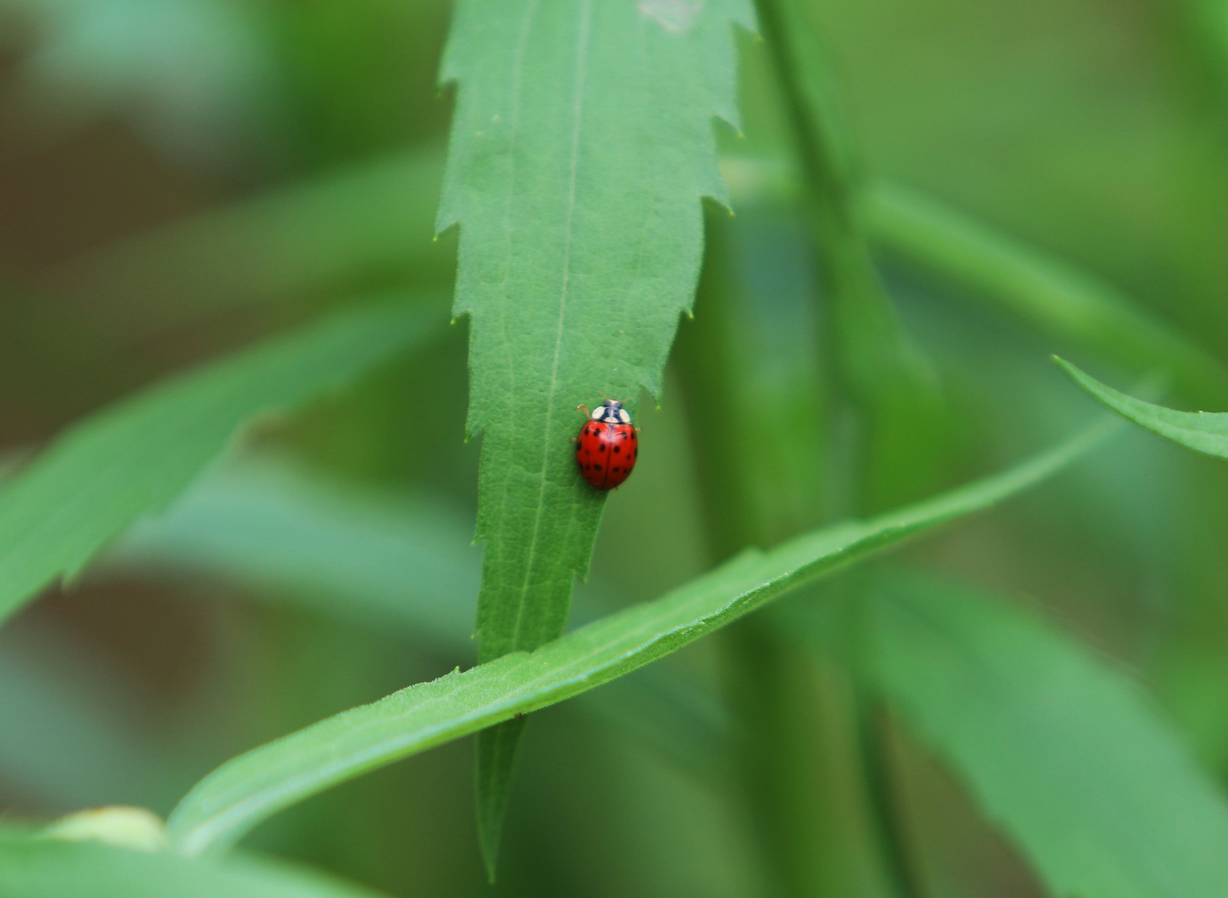 Asian Lady Beetle Harmonia axyridis