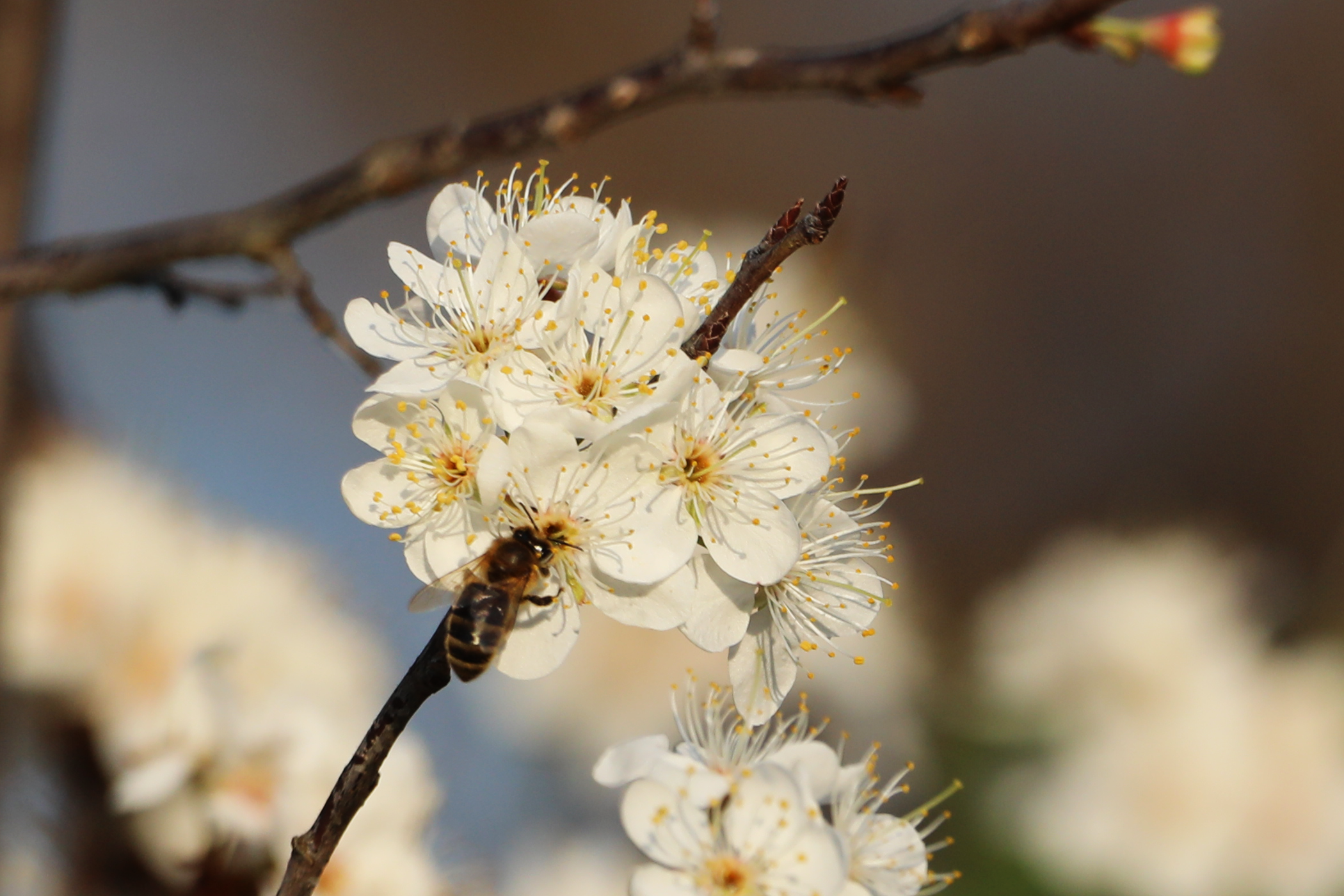 A bee pollinating white blossoms on a tree branch.