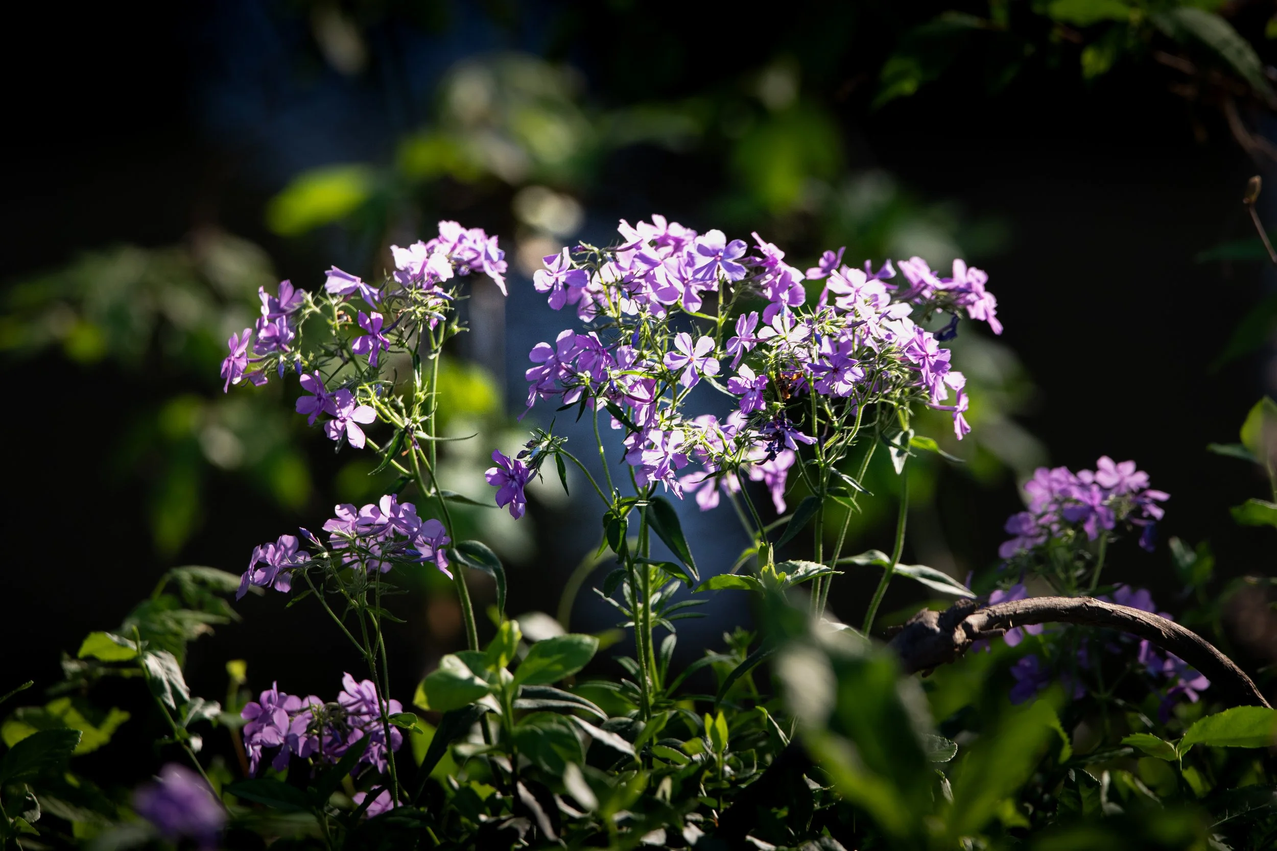 Purple flowers growing among green leaves in a shaded garden with sunlight filtering through.