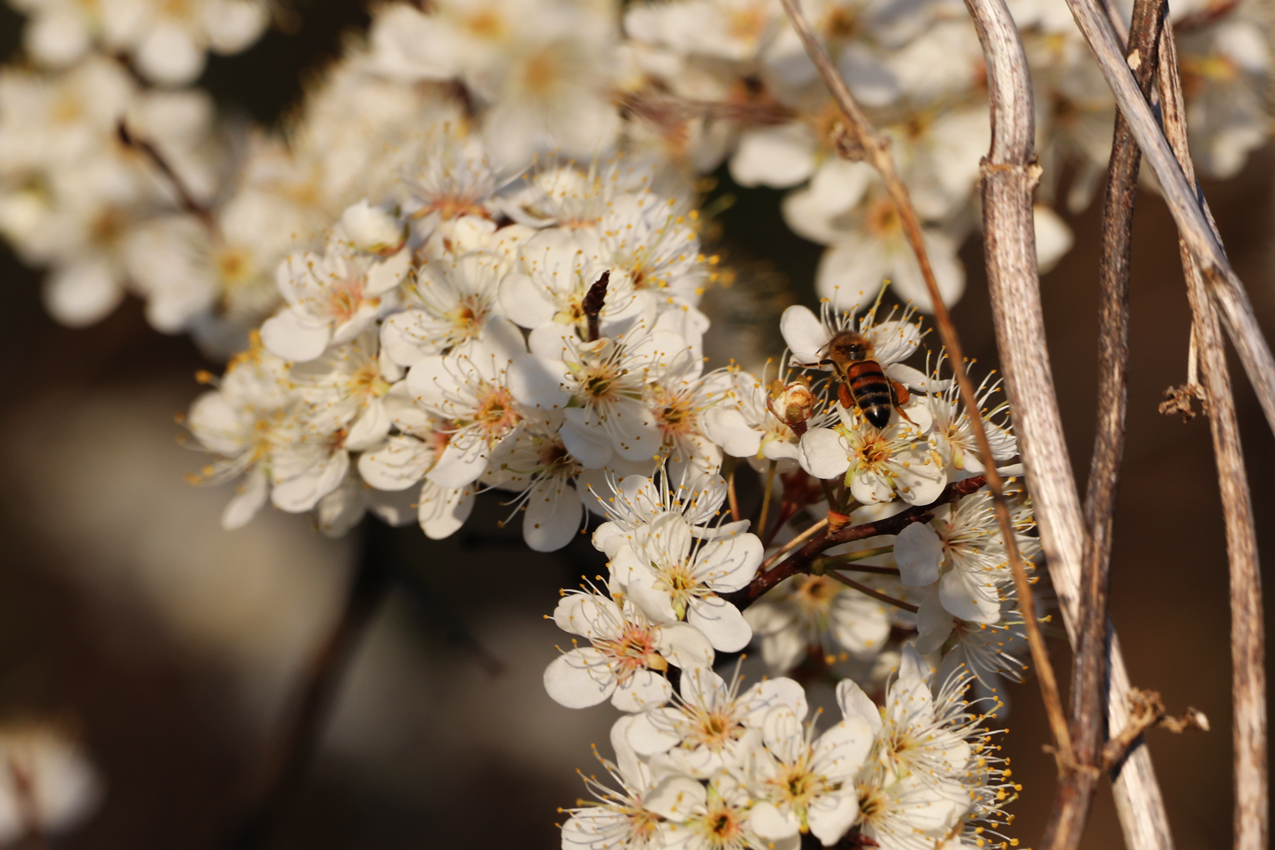 A close-up of white blossom flowers with a bee collecting nectar on a branch.