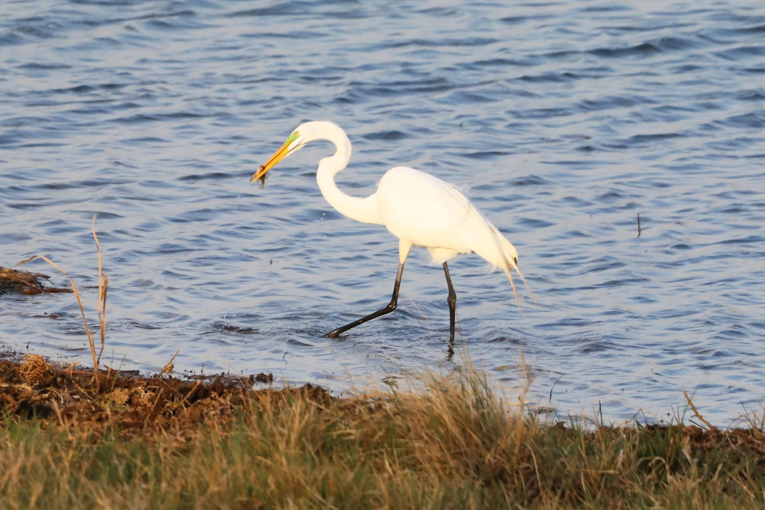 great egret gets fish.jpg