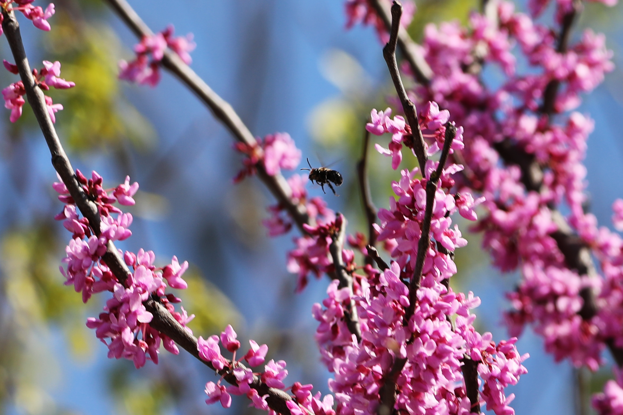 bee in redbud tree.png