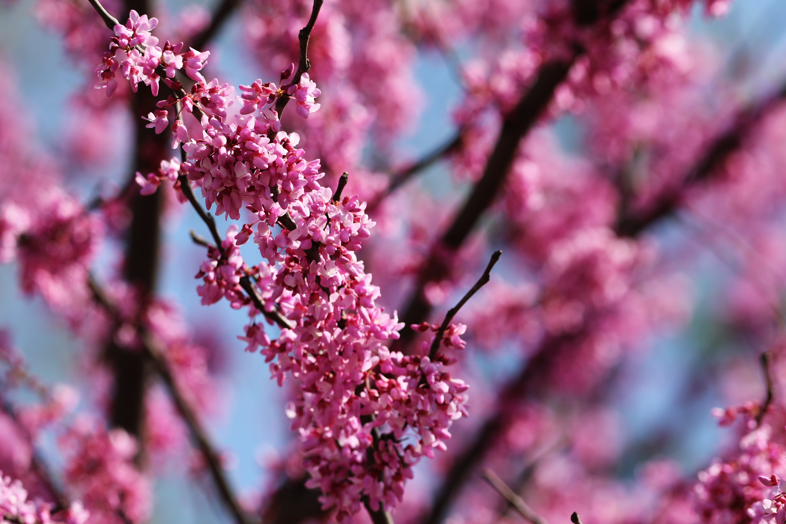 eastern redbud flower.png