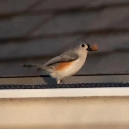 A small bird standing on a ledge with a nut in its beak.