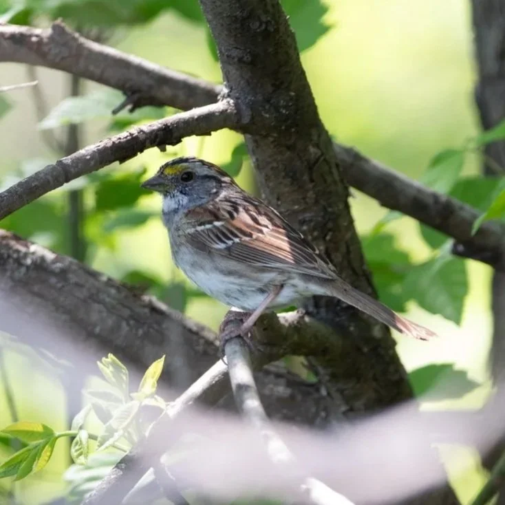 White Throated Sparrow