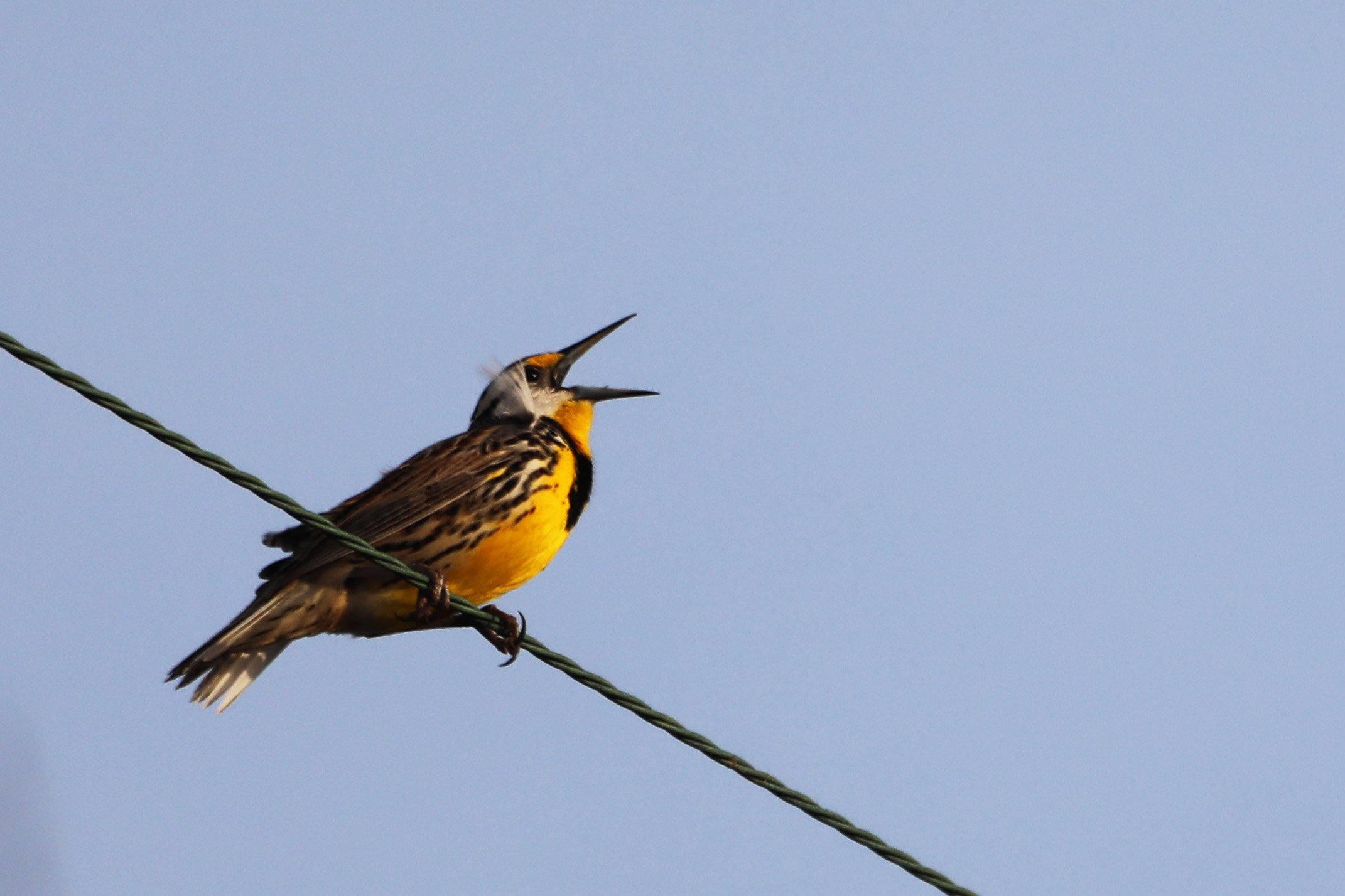 A bird perched on a wire with its beak open, singing against a clear blue sky.