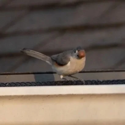 A small bird standing on a ledge with a wooden background.