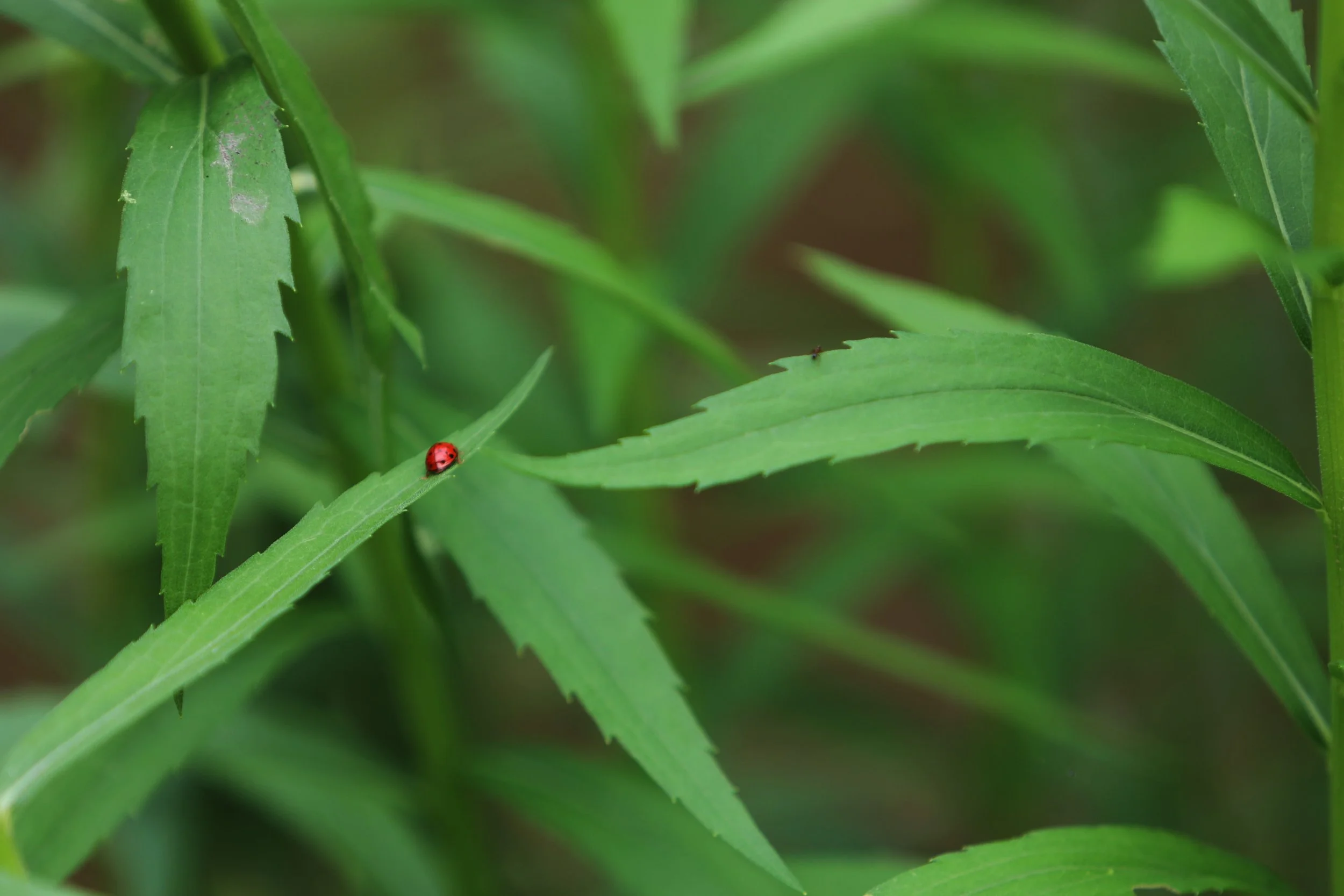 Close-up of green leaves with a red ladybug on one.