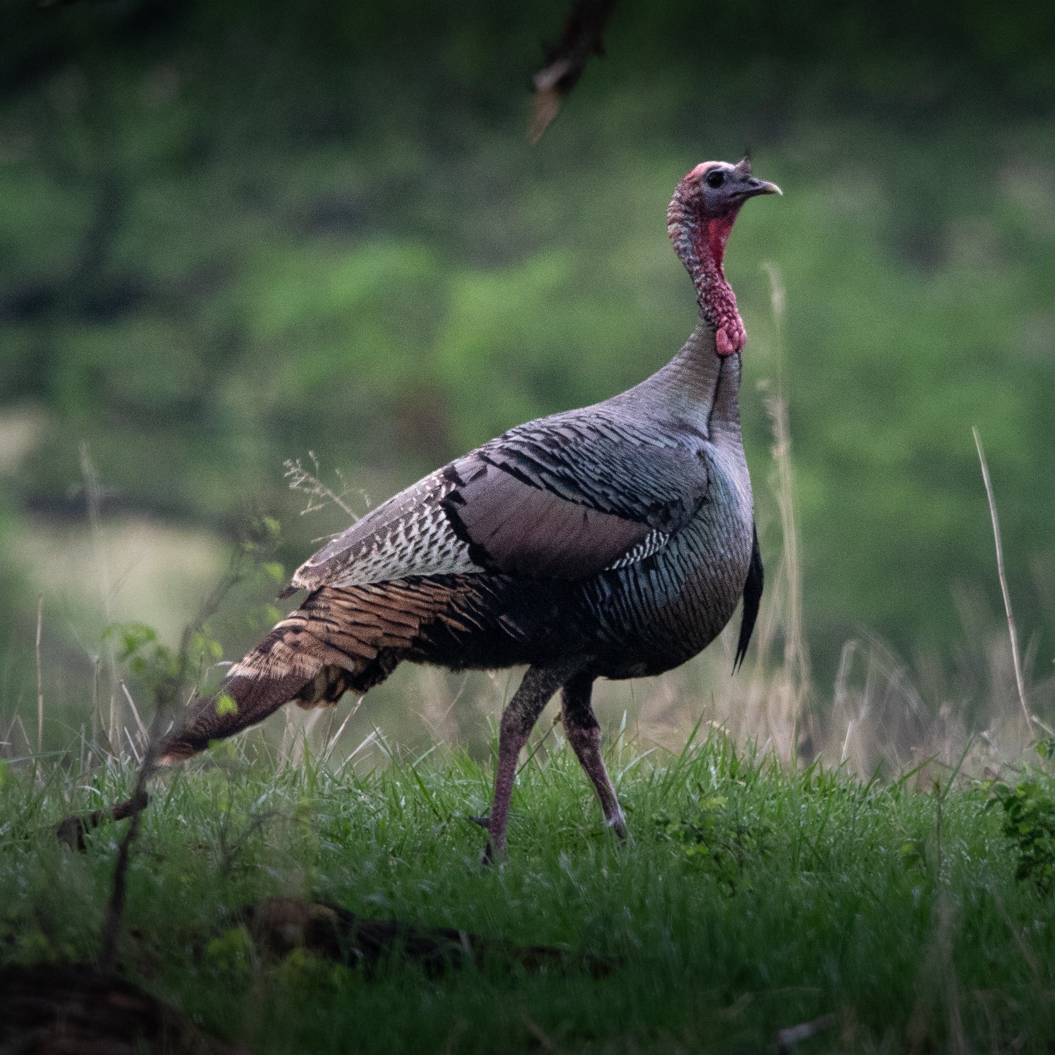 wild turkey.jpg