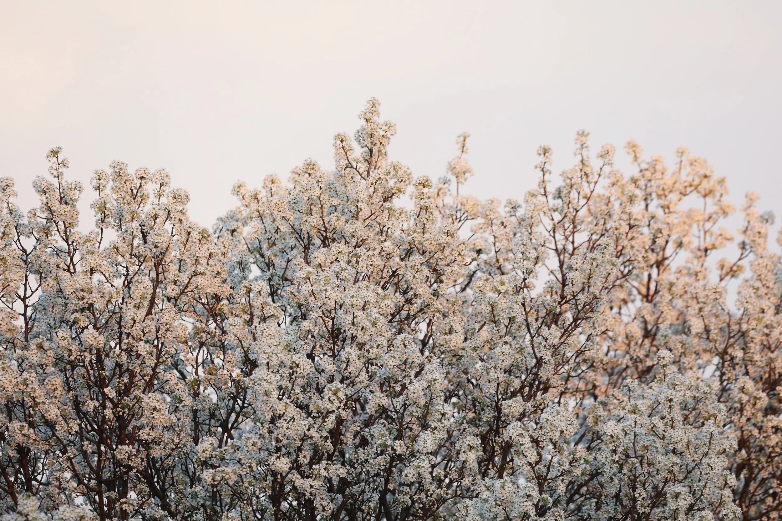 Tree with white blossoms against a clear sky