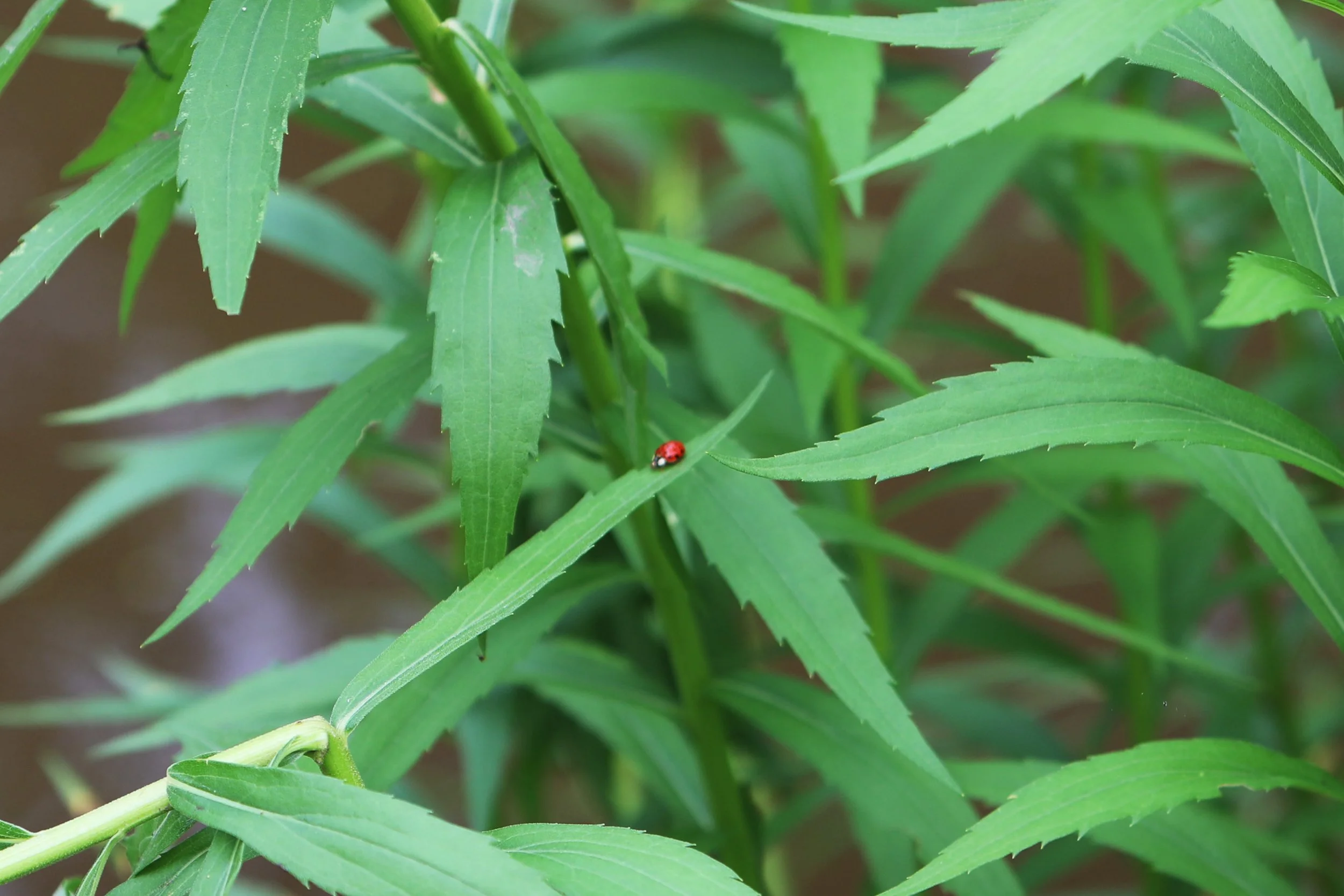 Close-up of green plant leaves with a small red ladybug on one leaf