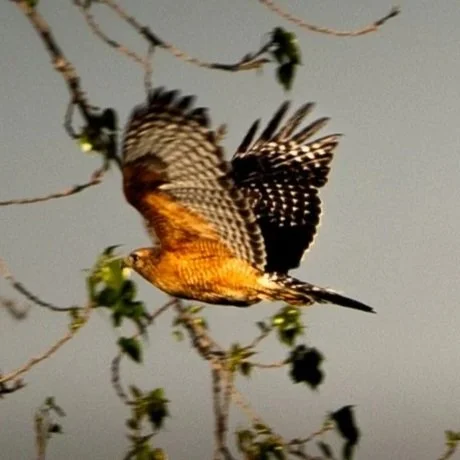 Red-Shouldered Hawk