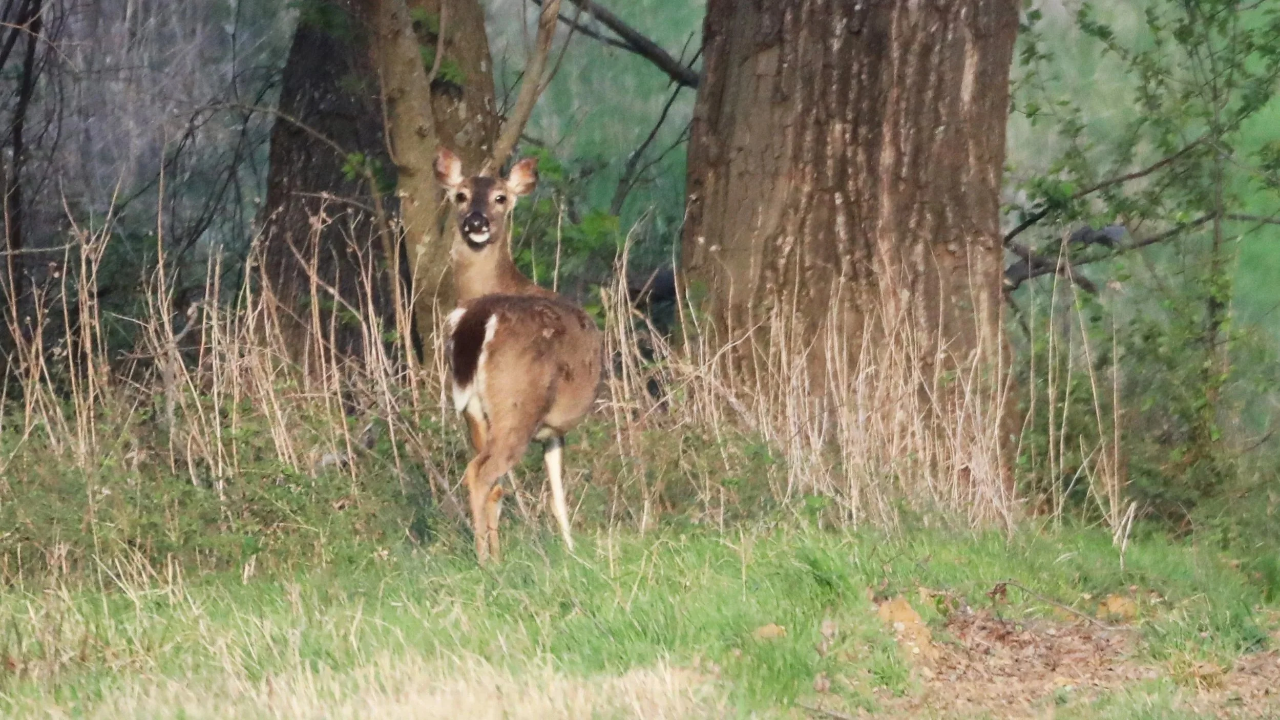 A deer with a white spot on its hindquarters standing behind tall grass and trees, looking towards the camera in a wooded area.
