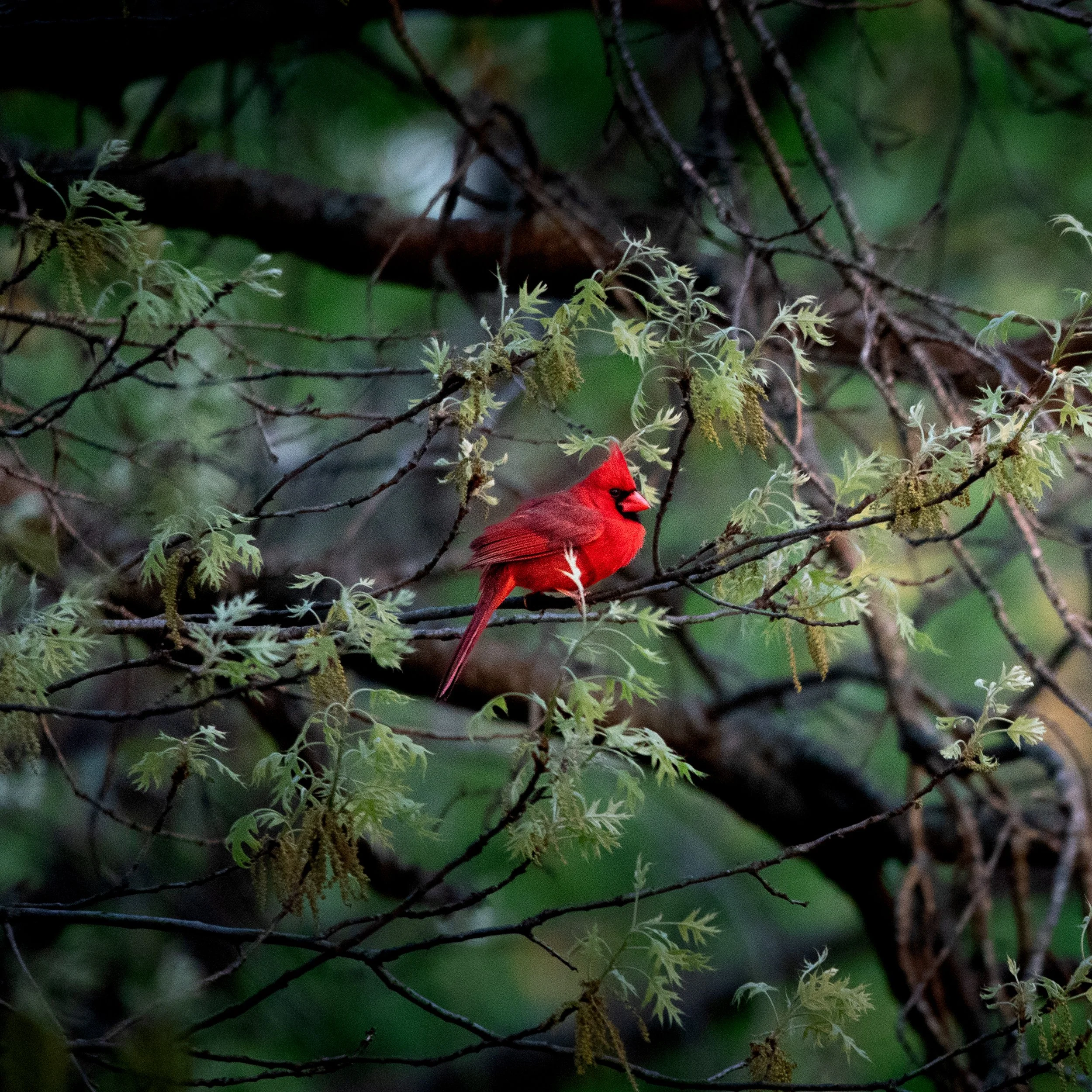 male cardinal  2.jpg